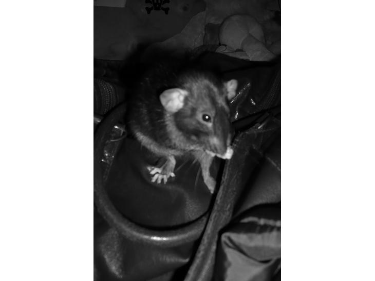 {{currentPhoto.altText}} billede {{currentPhoto.number}}