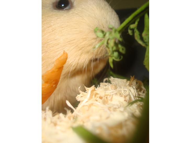 Marsvin Buddi billede 1