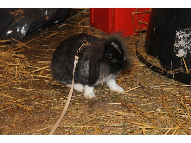 {{currentPhoto.altText}} billede {{currentPhoto.number}}