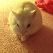 Dværghamster Tykke Holger