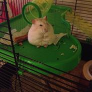 Dværghamster Tykke Holger