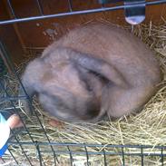 Kanin Dværgkanin Viggo<3<3