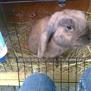Kanin Dværgkanin Viggo<3<3