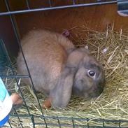 Kanin Dværgkanin Viggo<3<3