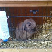 Kanin Dværgkanin Viggo<3<3