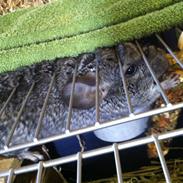 Chinchilla *Navneløs*