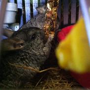 Chinchilla *Navneløs*