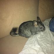 Chinchilla *Navneløs*