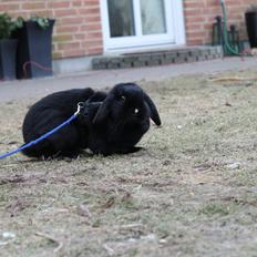 Kanin Wraae's Raiders Of The Lost Ark