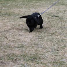 Kanin Wraae's Raiders Of The Lost Ark