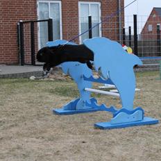 Kanin Wraae's Raiders Of The Lost Ark