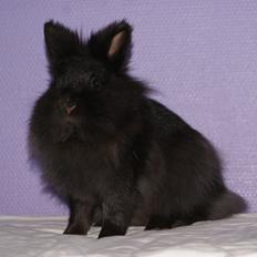 Kanin Testa Di Leone |Tas|