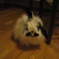 Kanin Nuller *Stjernen*