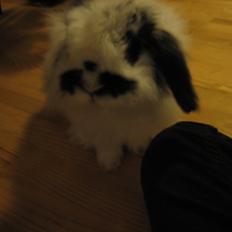 Kanin Nuller *Stjernen*