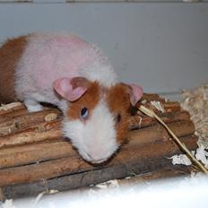 Marsvin Intense Pistachio von Fancy