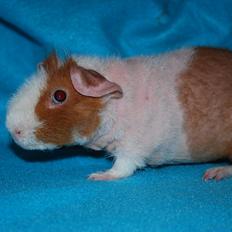 Marsvin Intense Pistachio von Fancy