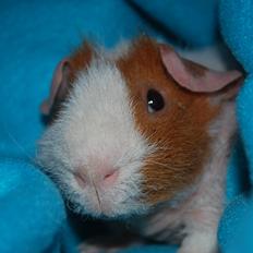 Marsvin Intense Pistachio von Fancy