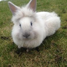 Kanin Lilly