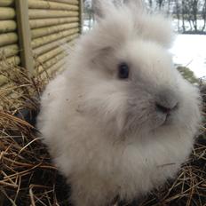 Kanin Lilly