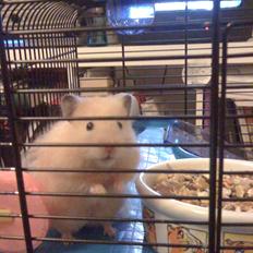 Hamster HamHam