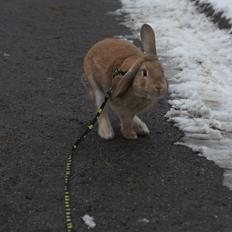 Kanin Hønsehusets Quantum of Solacé