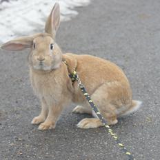 Kanin Hønsehusets Quantum of Solacé