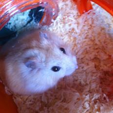 Dværghamster Snuske