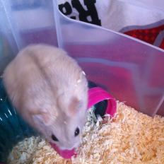 Dværghamster Snuske