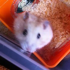 Dværghamster Chippi