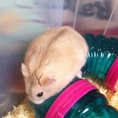 Dværghamster Chippi