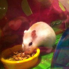 Dværghamster Chippi
