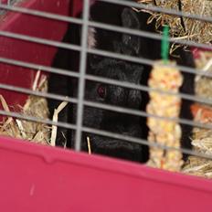 Kanin Harald (Hermelin)