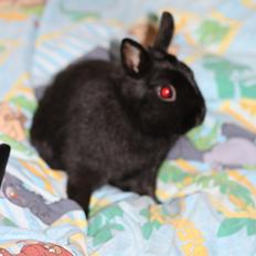 Kanin Harald (Hermelin)