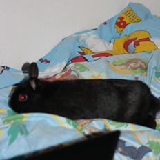 Kanin Harald (Hermelin)