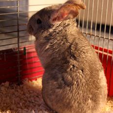Chinchilla Sir Puf