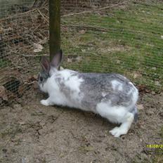 Kanin Rådved Nygård's Ironhide