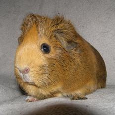 Marsvin Casey Macy von Bling