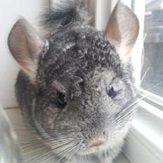 Chinchilla Pieter