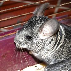 Chinchilla No Name