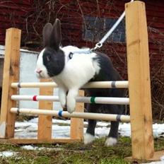 Kanin harbo´s Jolly-Cola | hollænder