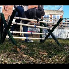 Kanin Makara's blue lightning15/9-2012 - februar 2015 †