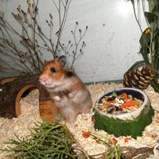 Hamster pivsen