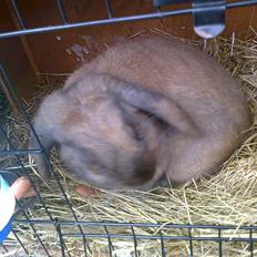 Kanin Dværgkanin Viggo<3<3