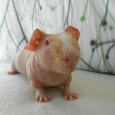 Marsvin - Pinkies Adonis