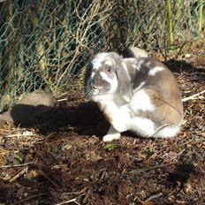 Kanin Enilec Kavia Baked Alaska