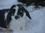 Kanin Pedro - Min bamse dreng ♥