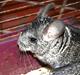 Chinchilla No Name