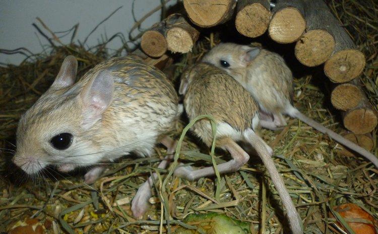 Hestespringer | Pepper - Pepper med to af sine unger - Charlie & Aurora billede 9
