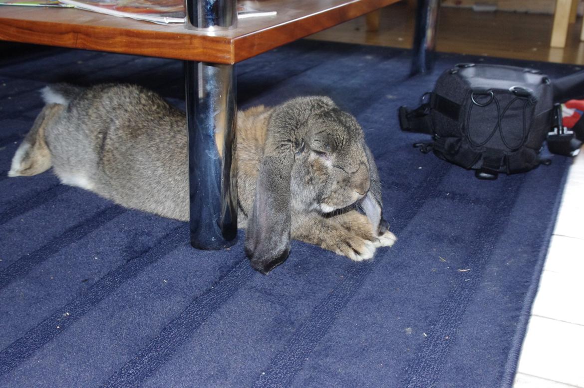 Kanin Mundo Fransk vædder - Overhovedet ikke en lang kanin.  billede 22