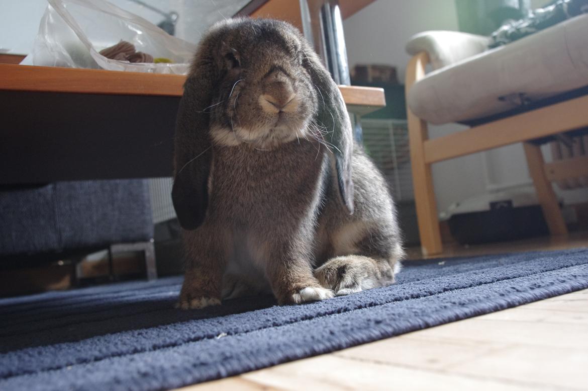 Kanin Mundo Fransk vædder - Sidder bare lige her og ser sød ud, okay? billede 20
